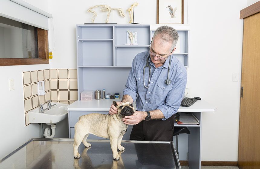 veterinary doctor examining dog